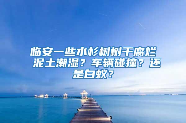 臨安一些水杉樹樹干腐爛 泥土潮濕？車輛碰撞？還是白蟻？