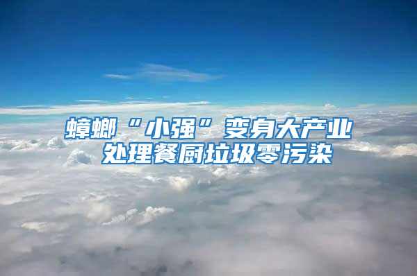 蟑螂“小強”變身大產業 處理餐廚垃圾零污染