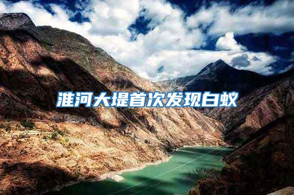 淮河大堤首次發現白蟻