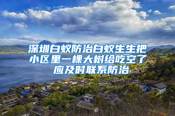 深圳白蟻防治白蟻生生把小區(qū)里一棵大樹給吃空了 應(yīng)及時聯(lián)系防治