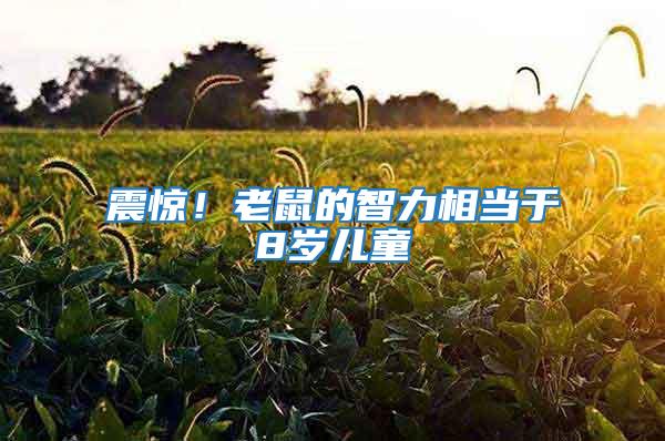震驚！老鼠的智力相當(dāng)于8歲兒童