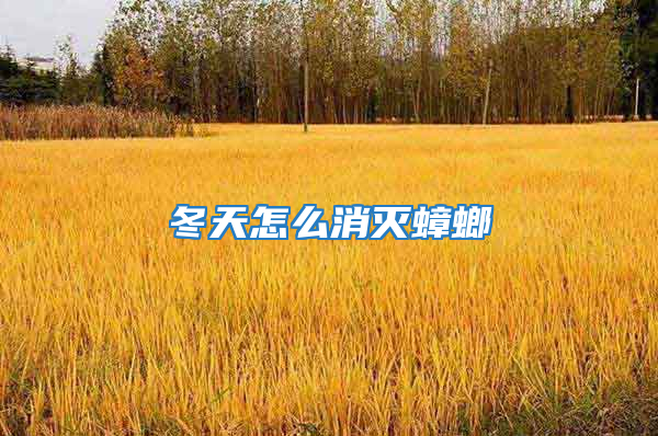 冬天怎么消滅蟑螂