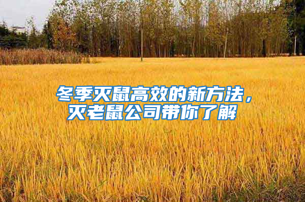 冬季滅鼠高效的新方法，滅老鼠公司帶你了解