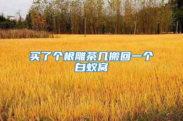 買了個根雕茶幾搬回一個白蟻窩