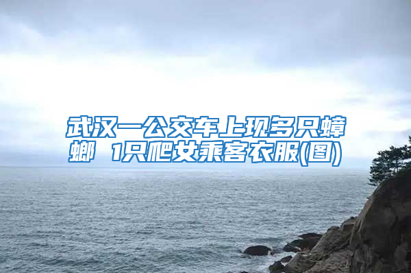 武漢一公交車上現多只蟑螂 1只爬女乘客衣服(圖)