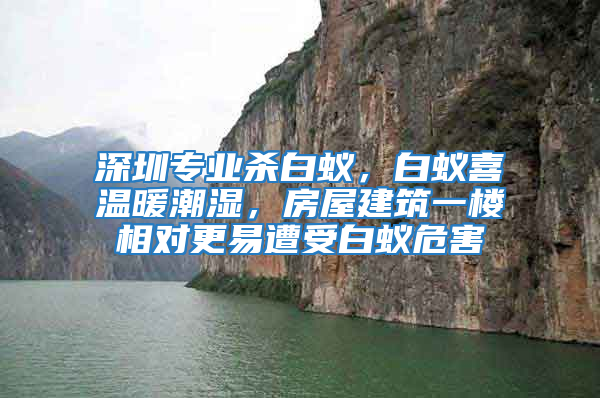 深圳專業殺白蟻，白蟻喜溫暖潮濕，房屋建筑一樓相對更易遭受白蟻危害