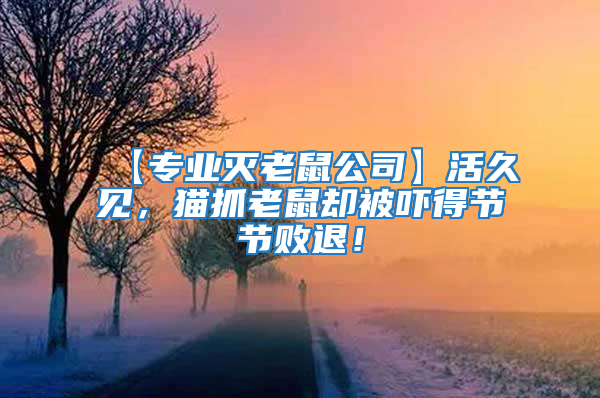 【專業滅老鼠公司】活久見，貓抓老鼠卻被嚇得節節敗退！