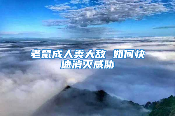老鼠成人類大敵 如何快速消滅威脅