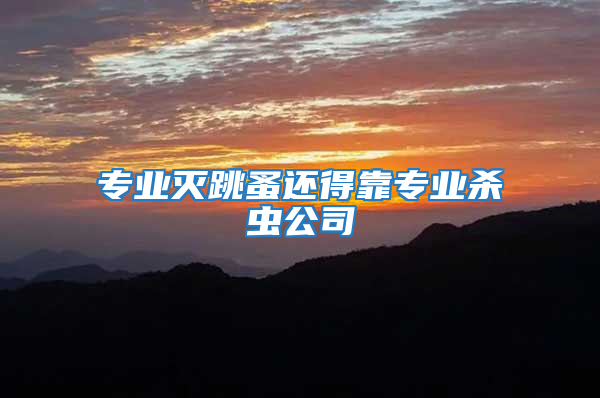專業滅跳蚤還得靠專業殺蟲公司