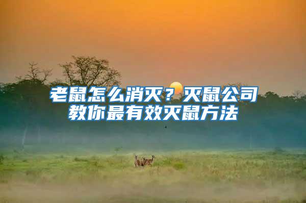 老鼠怎么消滅？滅鼠公司教你最有效滅鼠方法