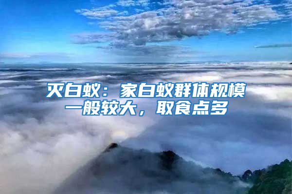 滅白蟻：家白蟻群體規模一般較大，取食點多