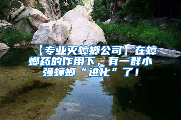 【專業滅蟑螂公司】在蟑螂藥的作用下，有一群小強蟑螂“進化”了！