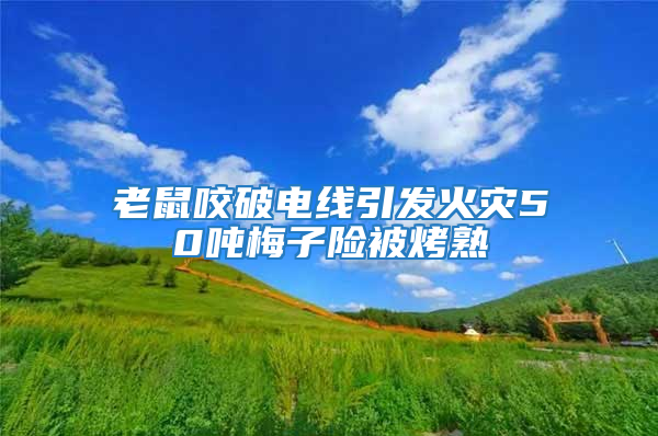 老鼠咬破電線引發火災50噸梅子險被烤熟