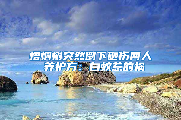 梧桐樹突然倒下砸傷兩人 養(yǎng)護方：白蟻惹的禍