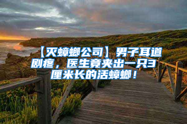 【滅蟑螂公司】男子耳道劇疼，醫生竟夾出一只3厘米長的活蟑螂！