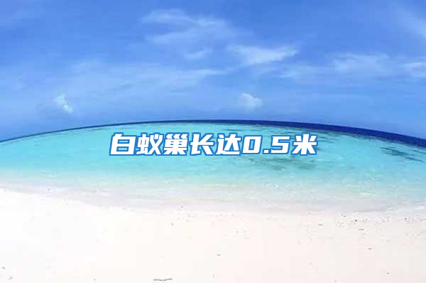 白蟻巢長達0.5米