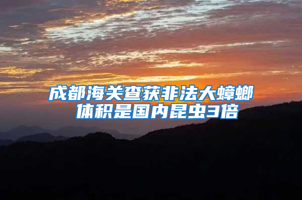 成都海關查獲非法大蟑螂 體積是國內昆蟲3倍