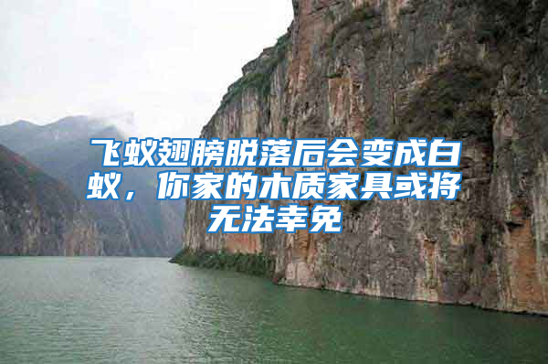 飛蟻翅膀脫落后會變成白蟻，你家的木質(zhì)家具或?qū)o法幸免