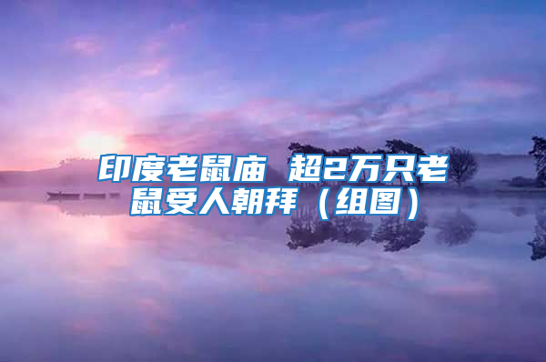 印度老鼠廟 超2萬只老鼠受人朝拜（組圖）