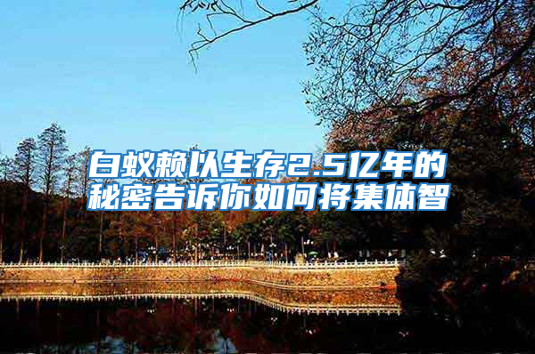 白蟻賴以生存2.5億年的秘密告訴你如何將集體智