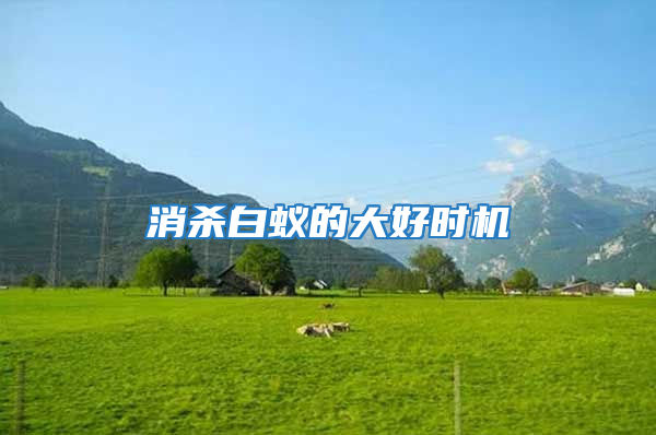 消殺白蟻的大好時機