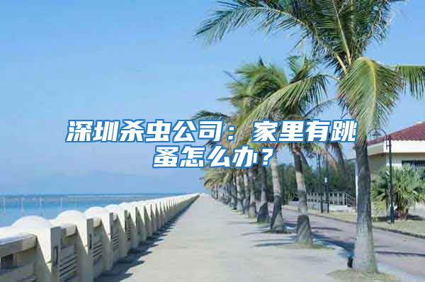 深圳殺蟲公司：家里有跳蚤怎么辦？
