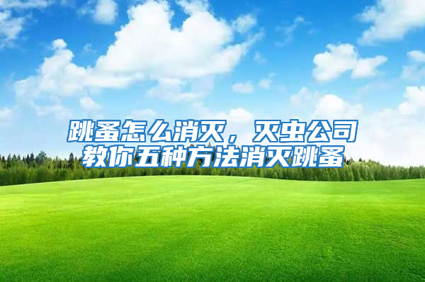 跳蚤怎么消滅，滅蟲公司教你五種方法消滅跳蚤