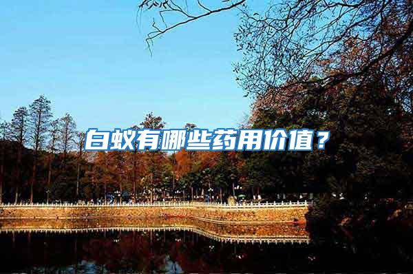 白蟻有哪些藥用價值？