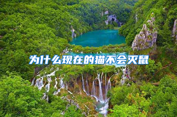 為什么現(xiàn)在的貓不會滅鼠