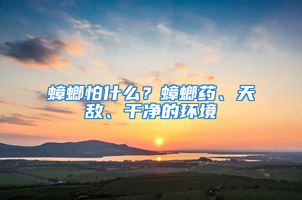 蟑螂怕什么？蟑螂藥、天敵、干凈的環境